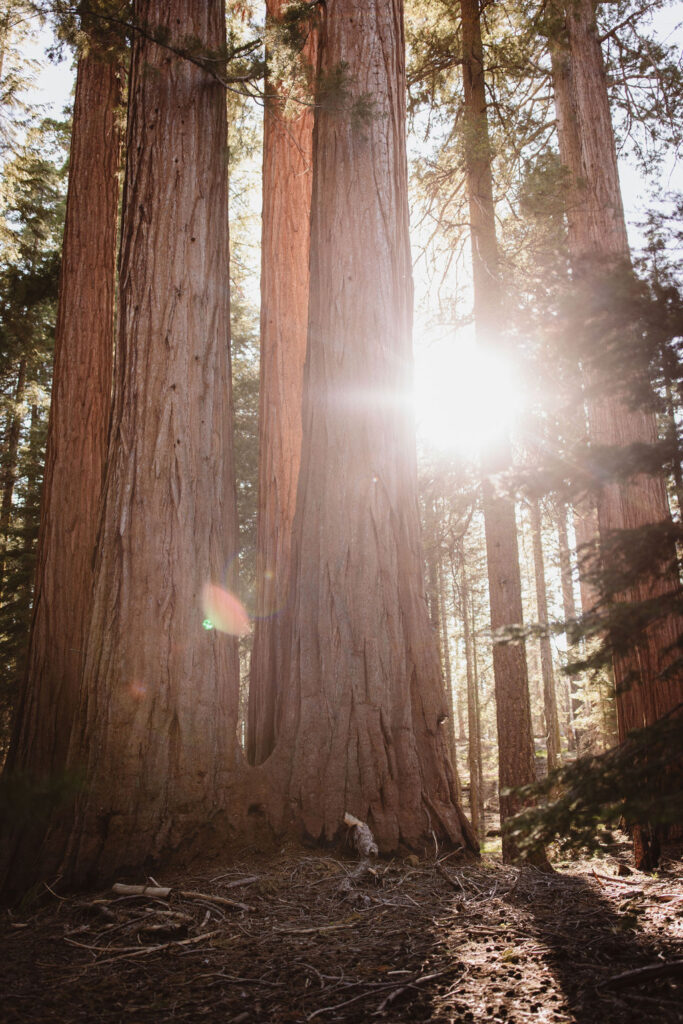 Sequoia - Captured by Alyssa Michele Photo - Sequoia National Park Wedding Photographer