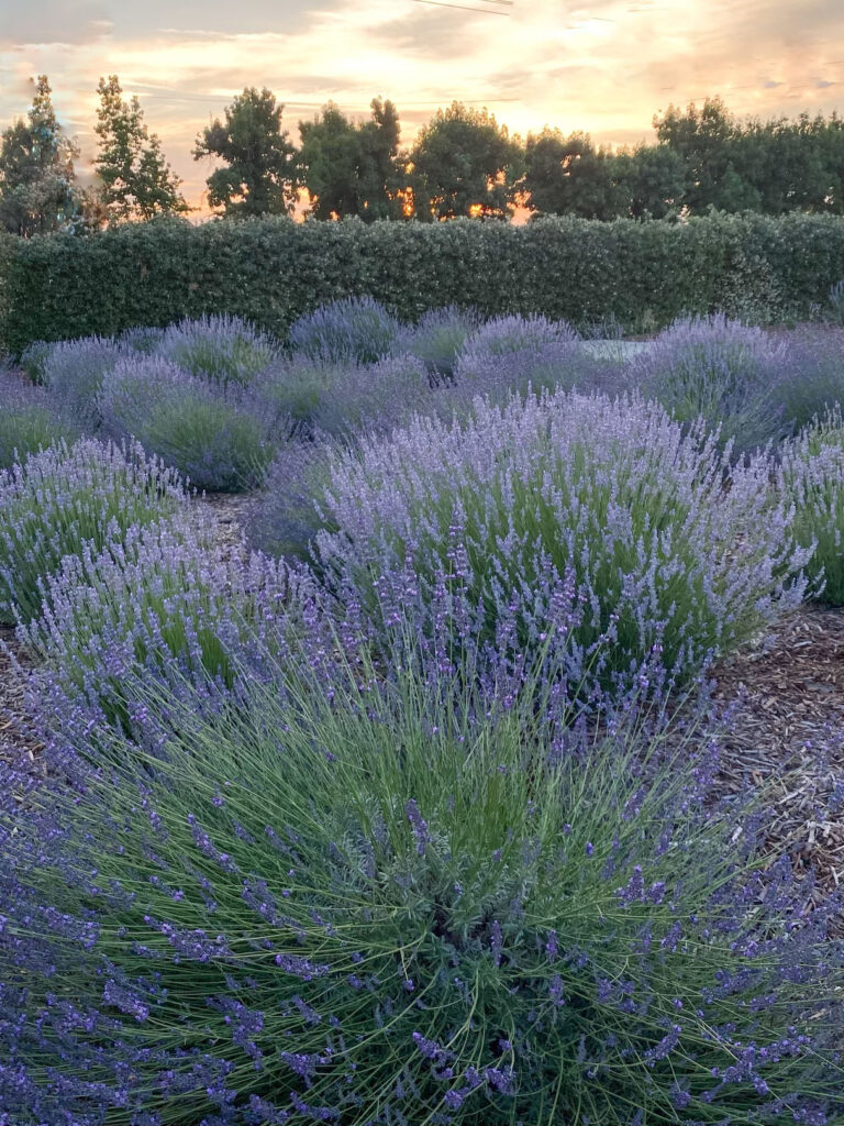 Lavender field at blue door bloom
