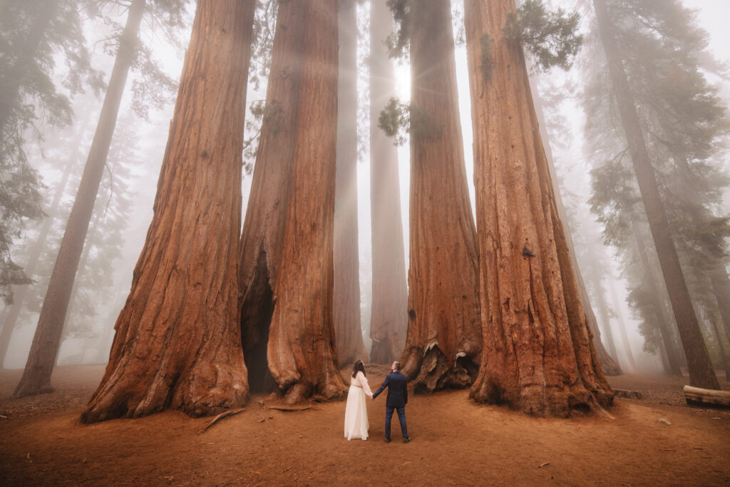 Bride and groom in front of the parker group trees in Sequoia national park