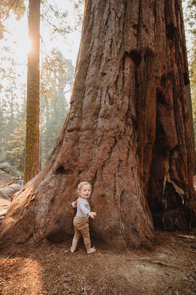 Baby standing against a Sequoia tree