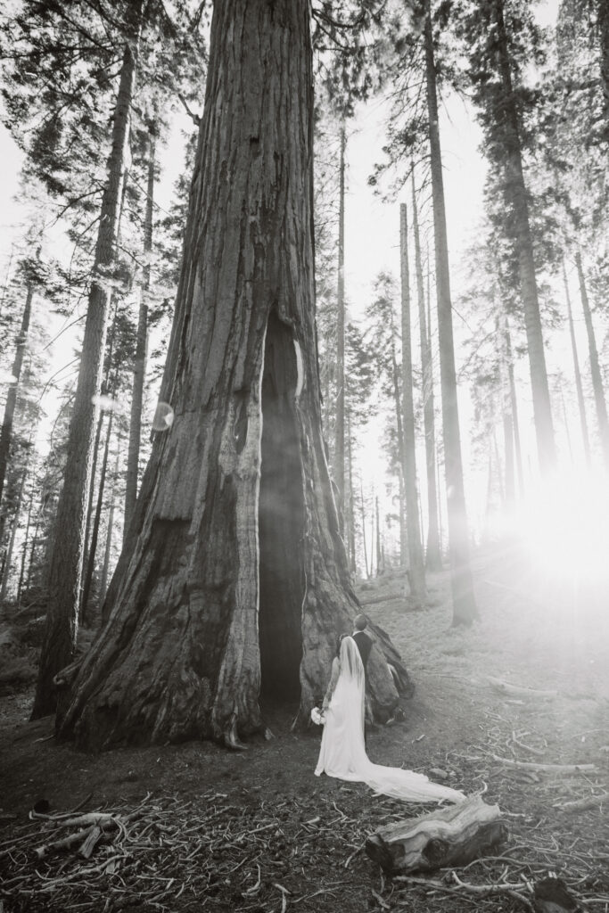 Bride and groom looking up at giant sequoia tree after their elopement