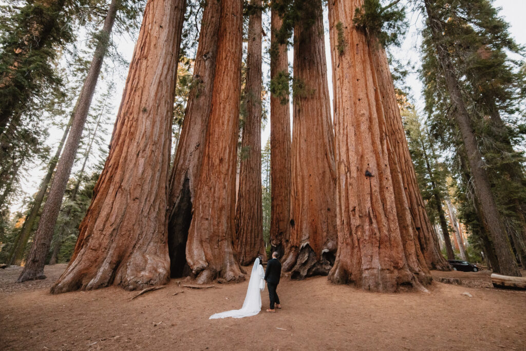 Bride and groom at the parker group in sequoia national park