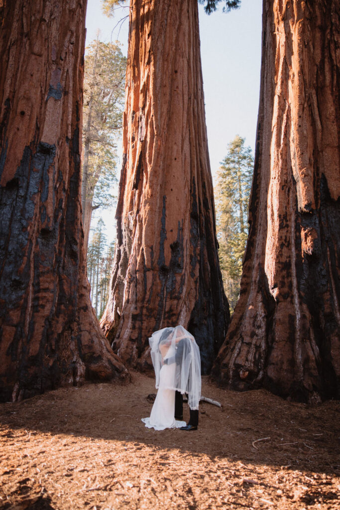 Bride and groom portraits from a Sequoia elopement