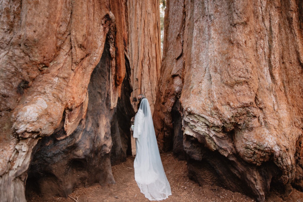 Bride walking through trees in sequoia national park