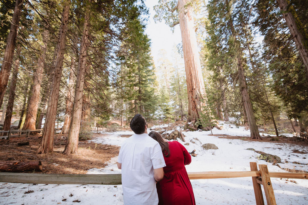 Couple admiring Sequoia trees