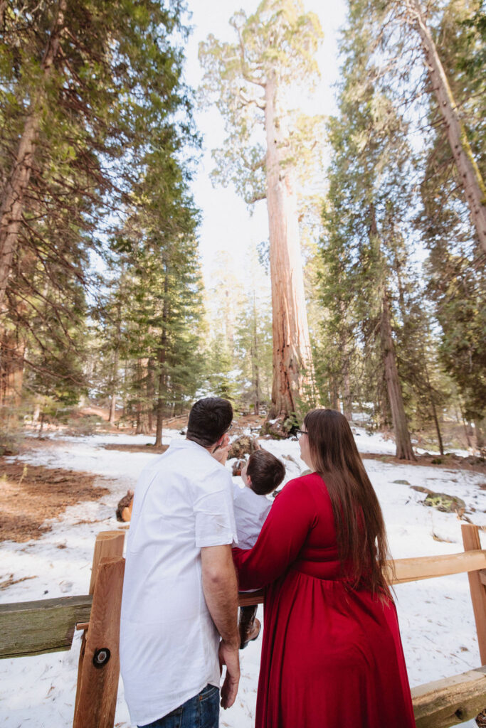 Outdoor family maternity photos in Sequoia National Park