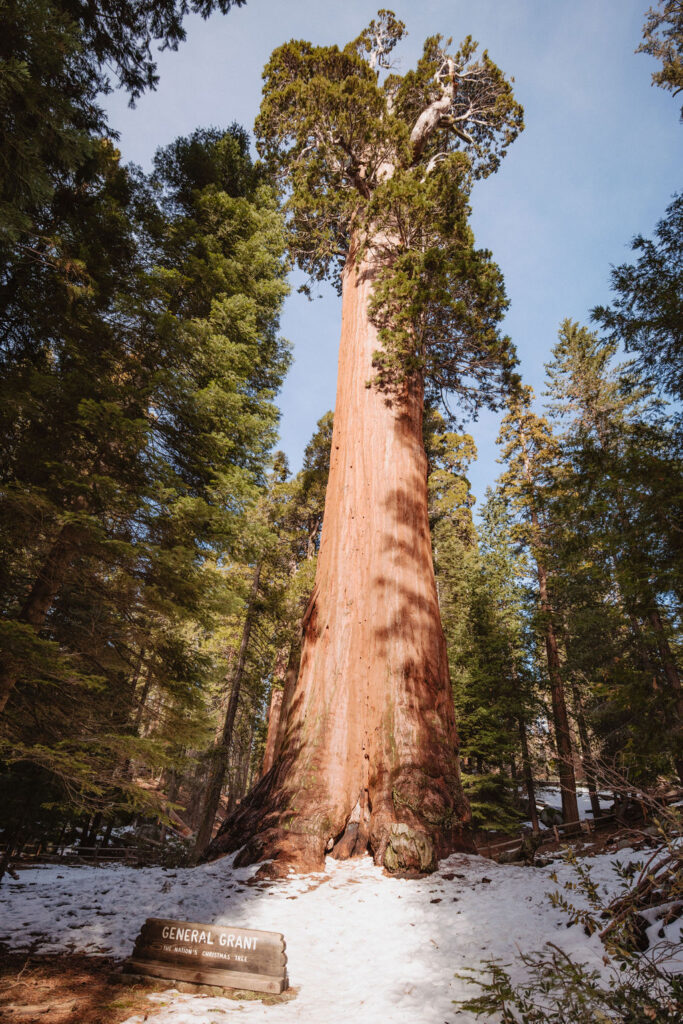 Towering Sequoia tree