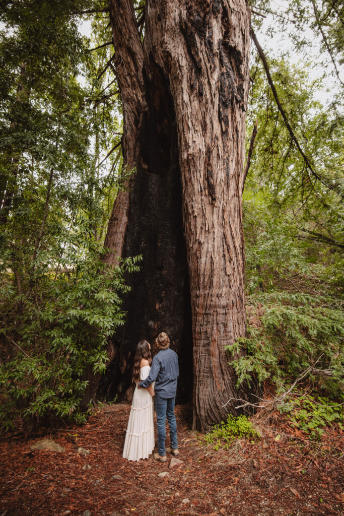 couple looking at tree during couples session in forest