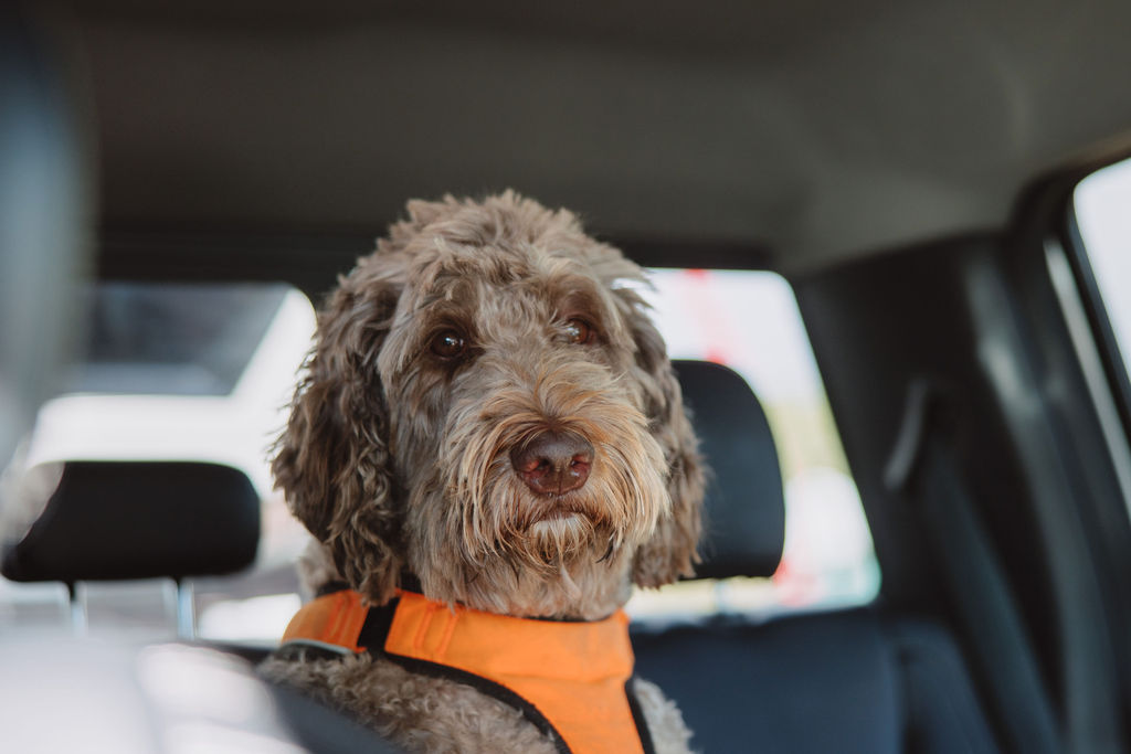 A labradoodle dog wearing an orange harness, sitting in the back seat of a car, looking towards the camera.