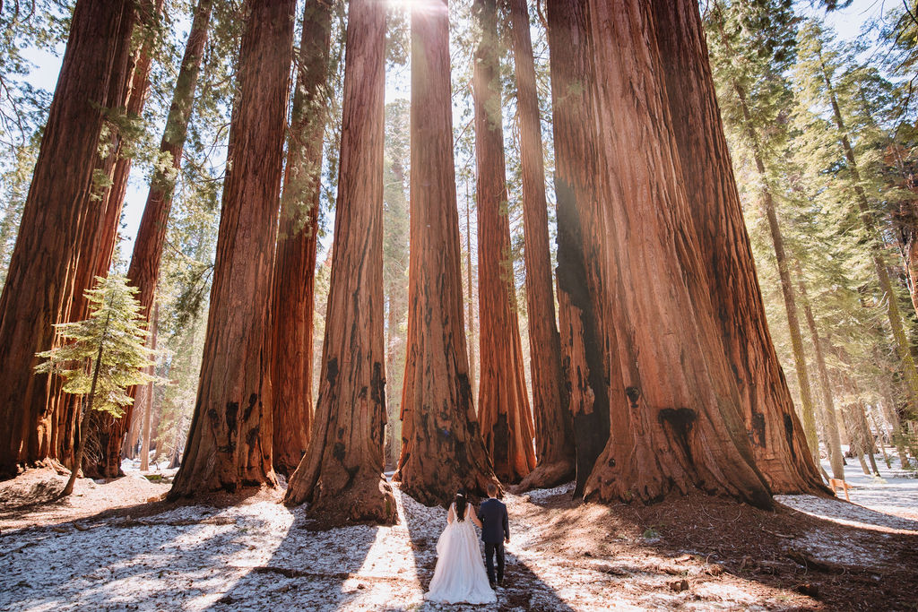 A bride and groom in a forest, surrounded by tall trees, with the bride wearing a long, flowing wedding gown at their Adventurous Elopement at Sequoia National Park
