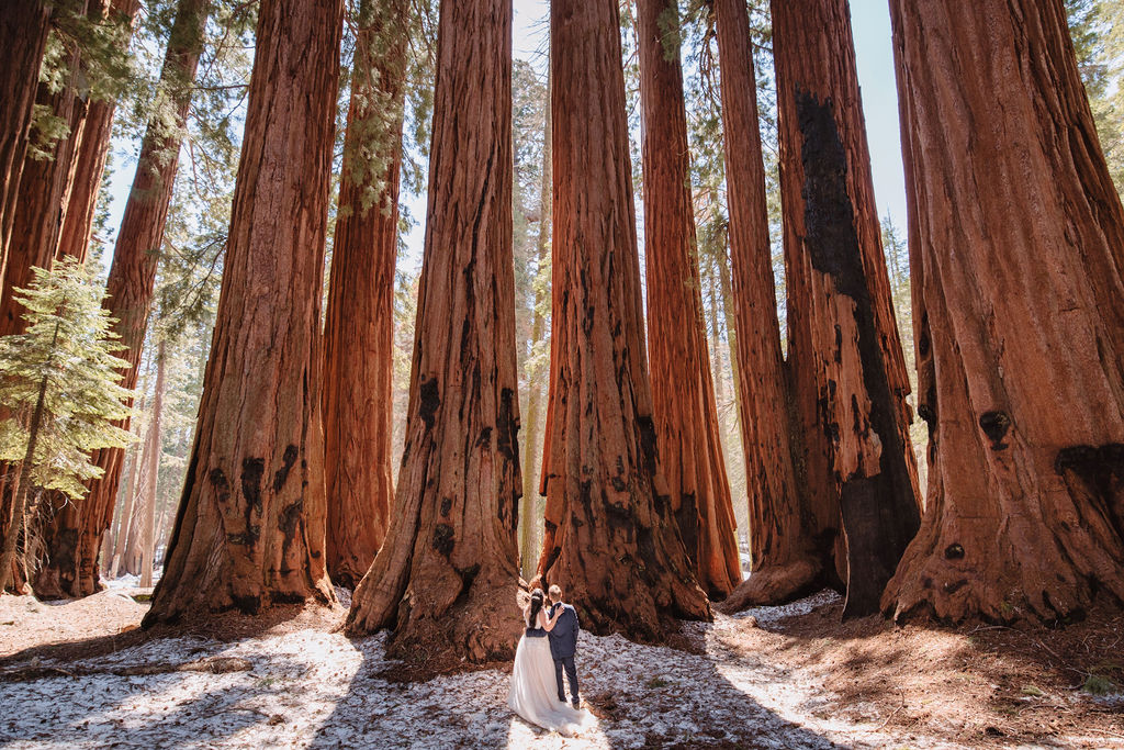 A bride and groom in a forest, surrounded by tall trees, with the bride wearing a long, flowing wedding gown