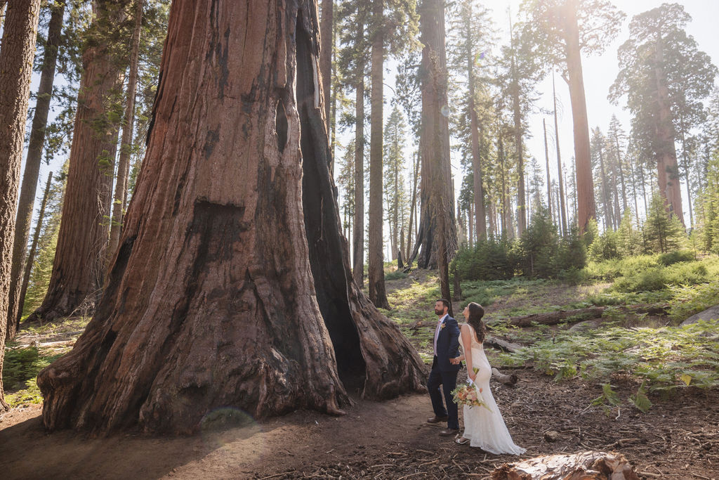 Couple having a first look in sequoia national park Top 5 reasons to elope in sequoia national park