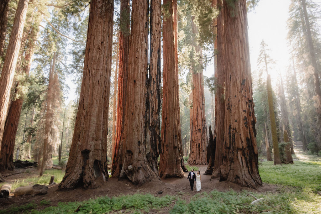 couple in sequoia national park near sequoias for their elopement 
Top 5 reasons to elope in sequoia national park