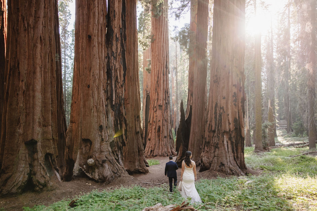 A couple, dressed in formal attire, holds hands while walking on a fallen tree trunk amidst tall trees in a forest setting.