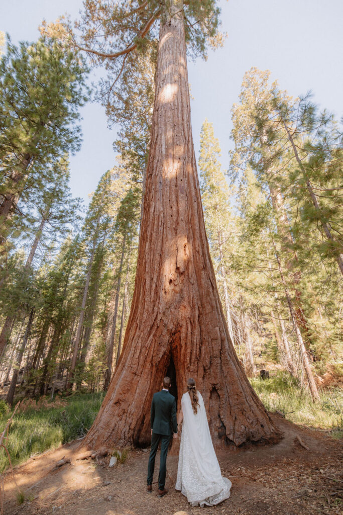 couple walking through mariposa grove at yosemite national park for their elopement