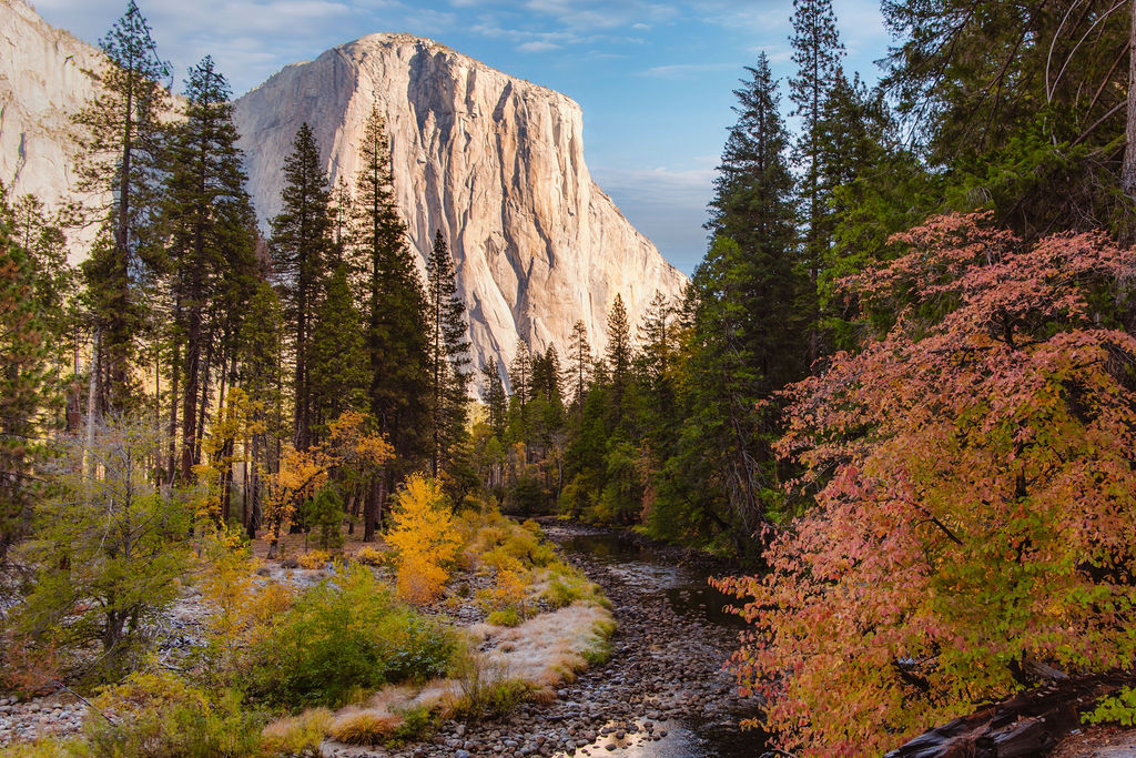 View of El Capitan with a scenic river, surrounded by pine trees and autumn foliage under a blue sky.