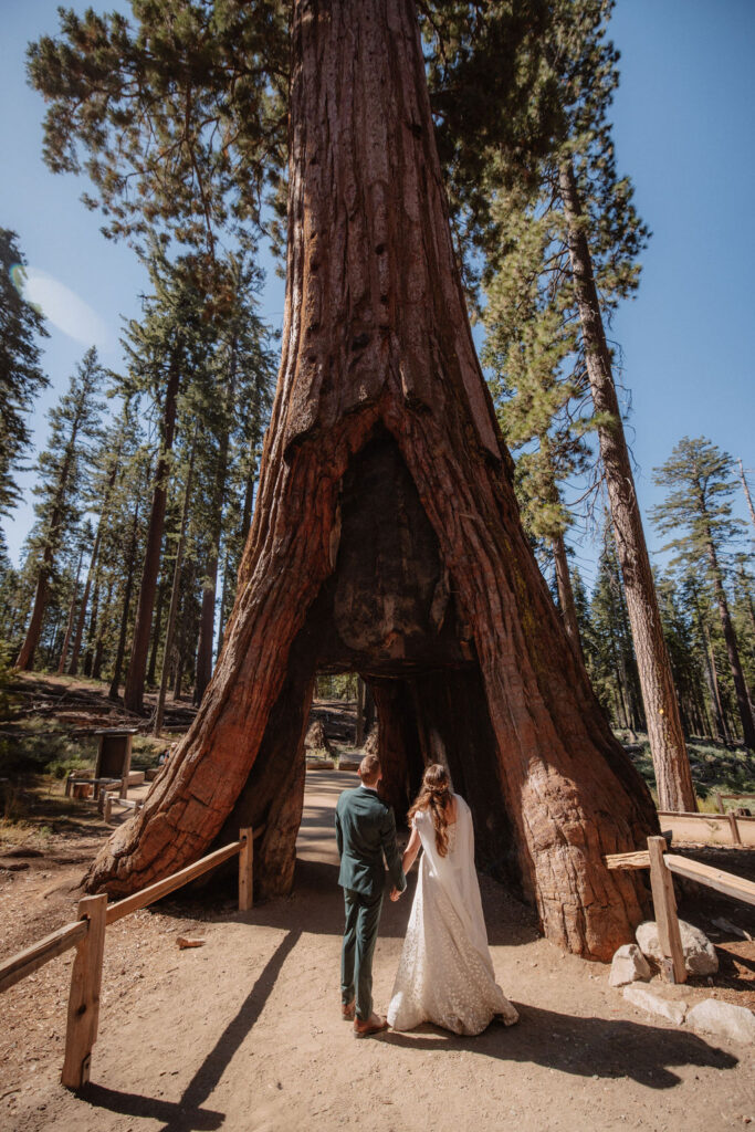 A bride and groom stand inside a large hollowed-out tree trunk in a forest setting, surrounded by tall trees.