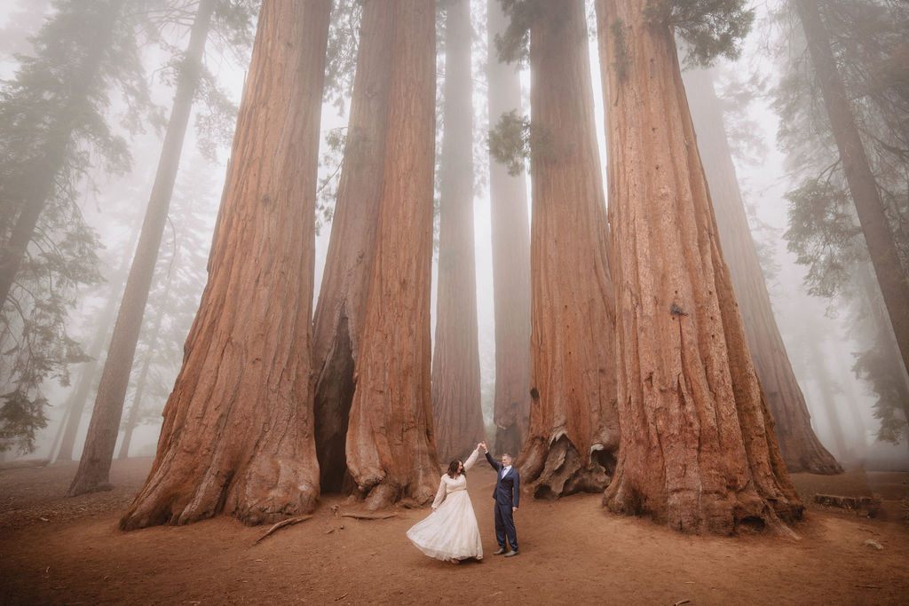 A couple in wedding attire stands at the base of towering sequoia trees in a foggy forest.