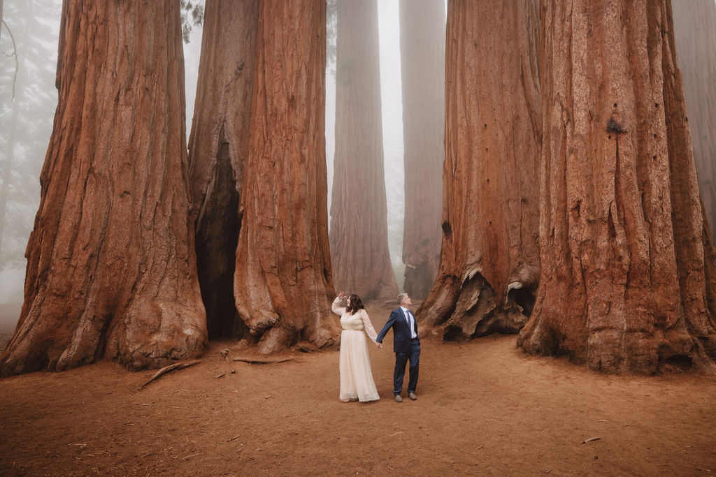 A couple stands holding hands between two large sequoia trees, with fog in the background for their sequoia adventure elopement 