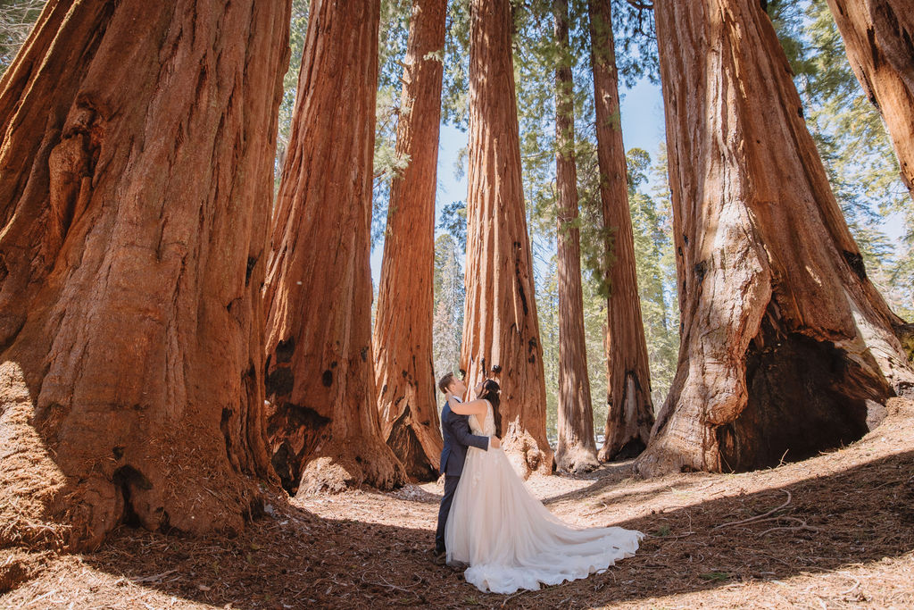 A bride and groom stand embracing in the middle of a forest, surrounded by tall, wide redwood trees.