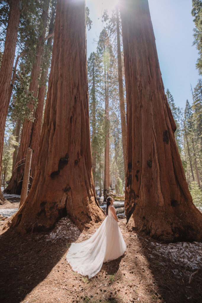 A bride and groom stand embracing in the middle of a forest, surrounded by tall, wide redwood trees.