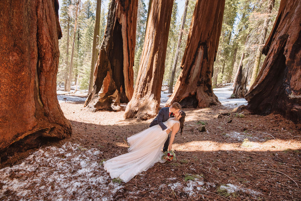 A bride and groom stand embracing in the middle of a forest, surrounded by tall, wide redwood trees.