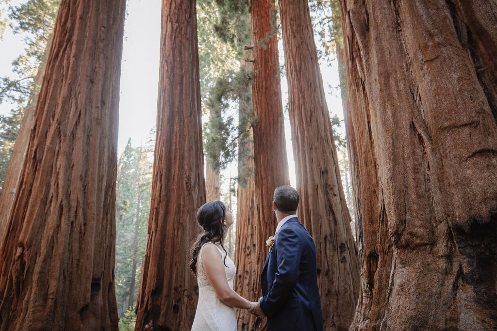 A couple in wedding attire stands hand in hand, looking up at tall redwood trees in a forest. |Elopement Planning Burnout Is Real & Here’s What to Do About It