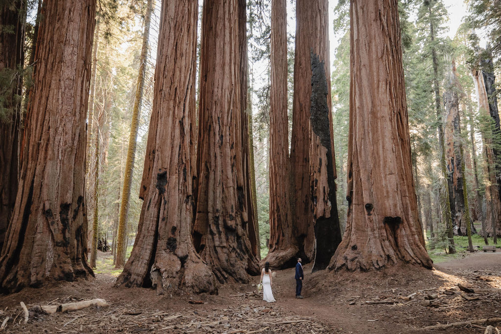 A couple in wedding attire stands hand in hand, looking up at tall redwood trees in a forest. |Elopement Planning Burnout Is Real & Here’s What to Do About It