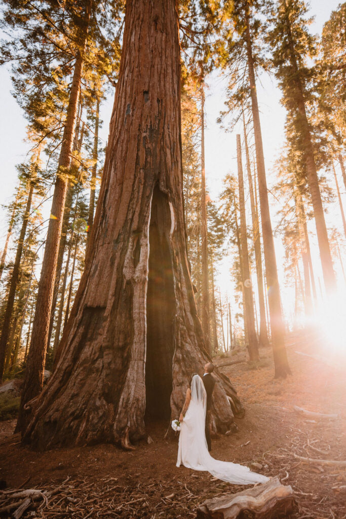 A bride and groom stand together at the base of giant redwood trees in a forest, with sunlight streaming through the branches.