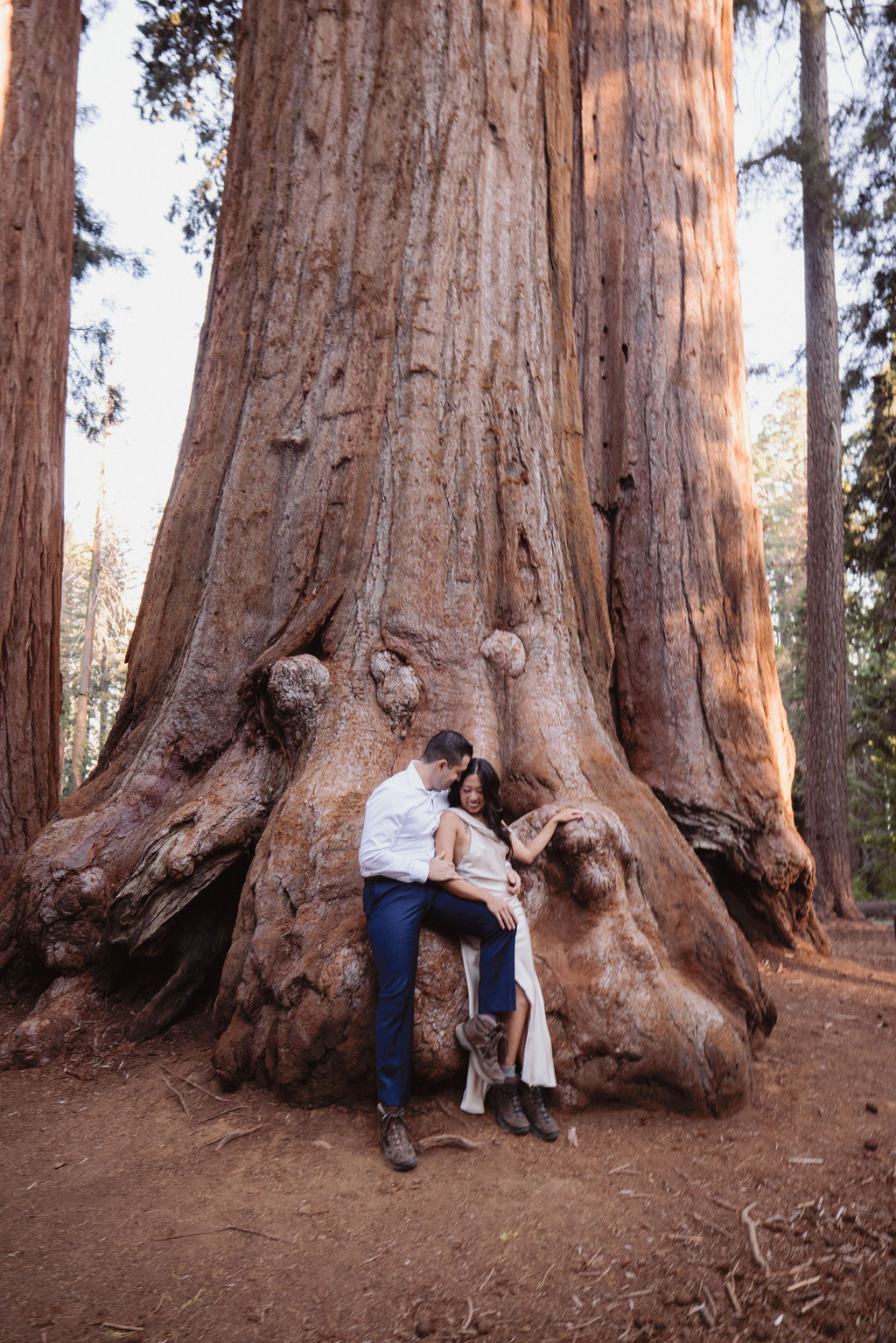 A couple sits together at the base of a massive redwood tree in a forest, surrounded by tall trunks and natural light.