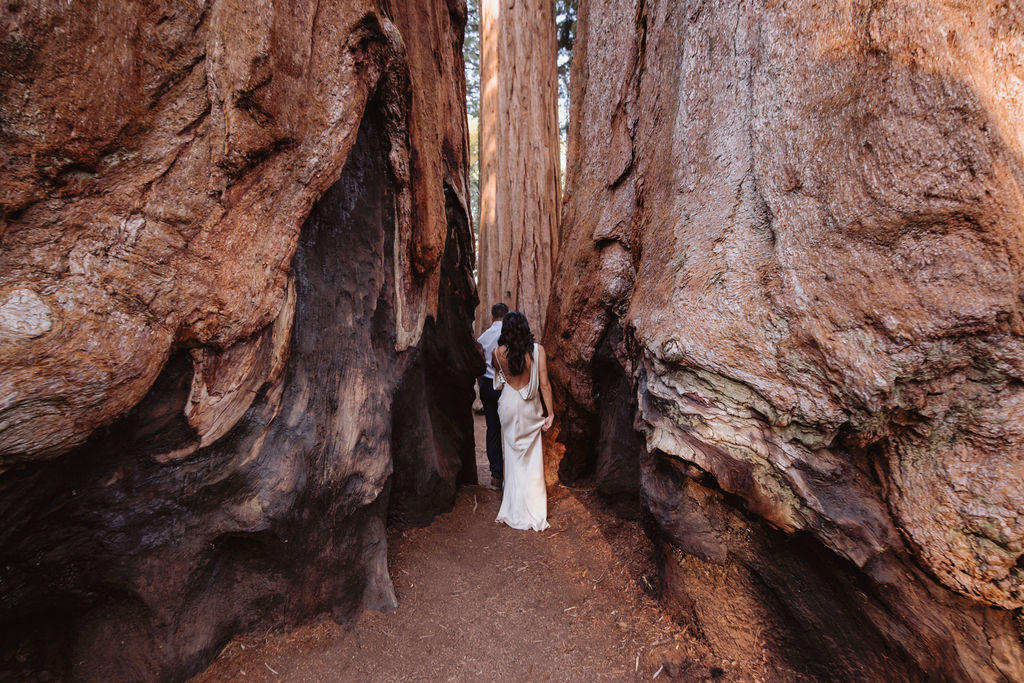 A bride and groom walk hand in hand between two large, towering tree trunks in a forest setting.