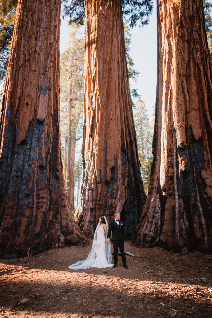 A bride and groom stand together at the base of giant redwood trees in a forest, with sunlight streaming through the branches.