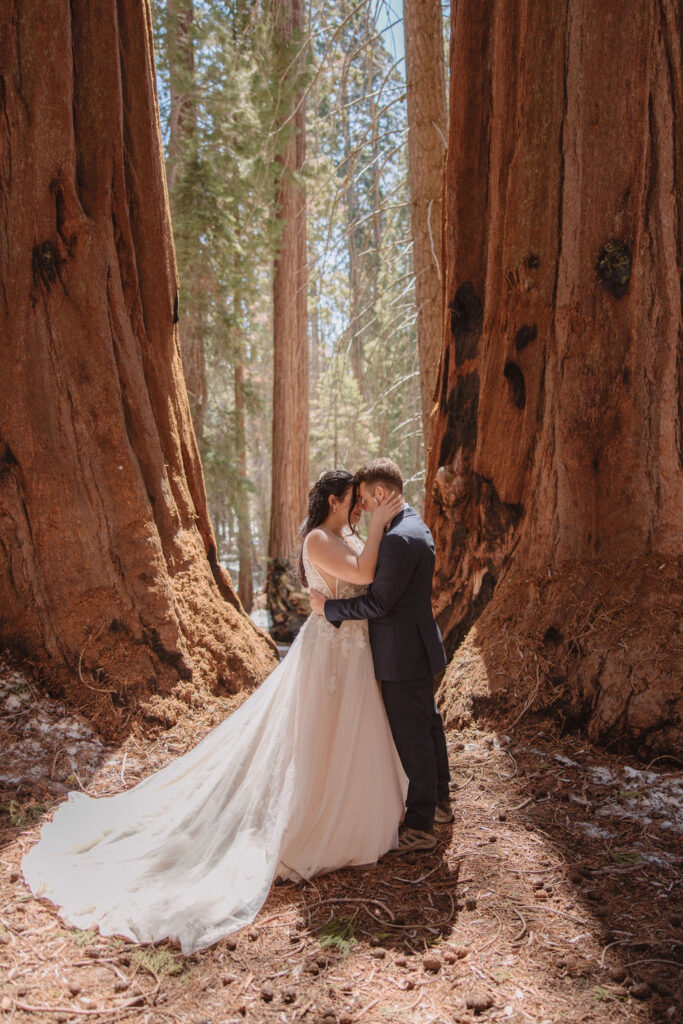 A bride and groom stand embracing in the middle of a forest, surrounded by tall, wide redwood trees.