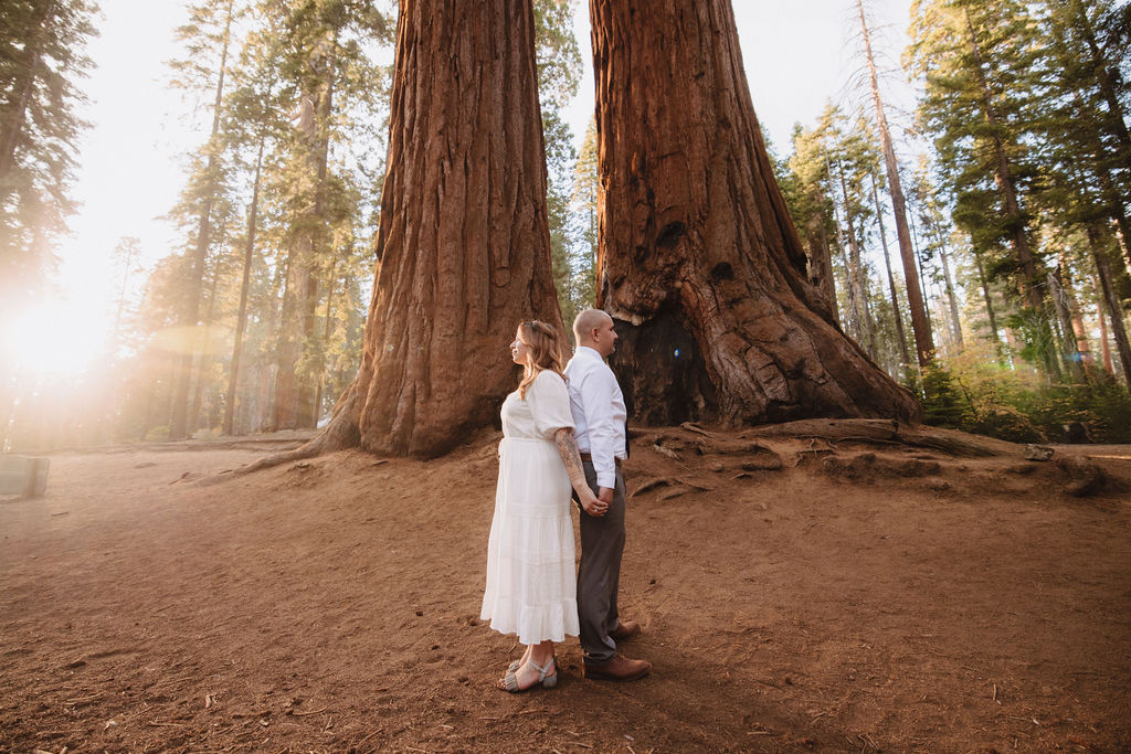 A couple stands holding hands at the base of towering giant sequoia trees in a forest, surrounded by tall tree trunks and sunlight.