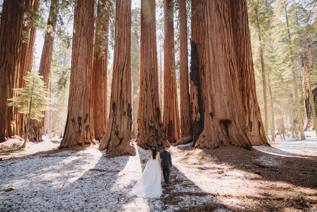 A bride and groom stand together in a forest, surrounded by large sequoia trees, with sunlight filtering through the branches. Elopement vs. Micro Wedding: Which Is Right for You?