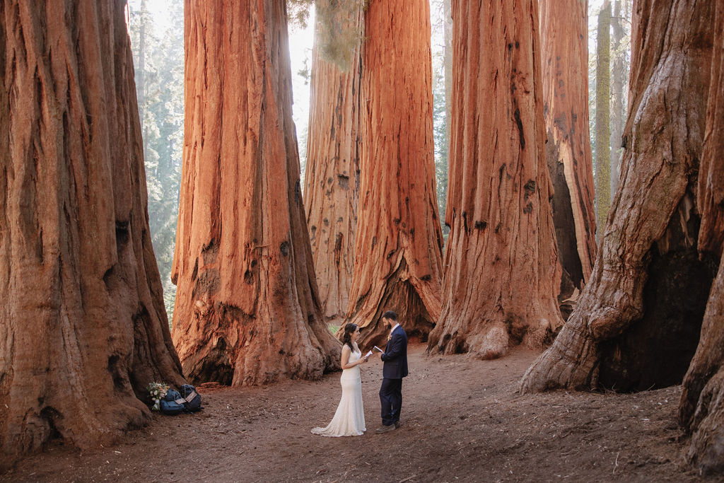 A couple stands together in wedding attire among giant redwood trees in a forest setting.