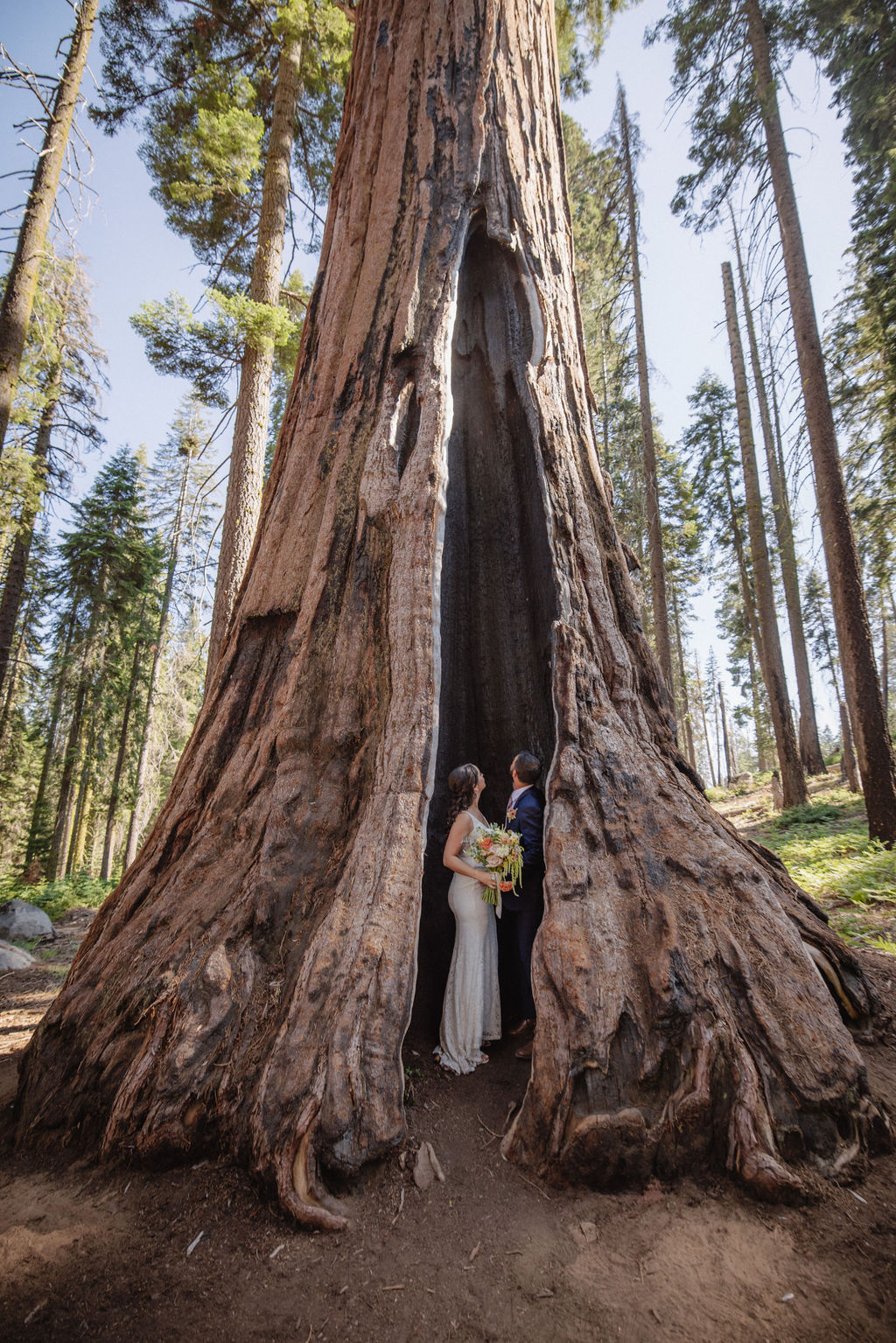A bride and groom stand inside the hollow base of a large sequoia tree in a forest, with sunlight filtering through the tall trees around them.