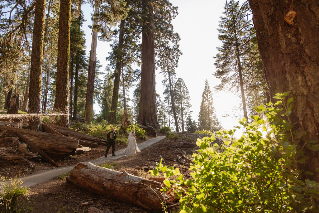 A bride and groom walk on a forest path surrounded by tall trees and sunlight filtering through the branches.