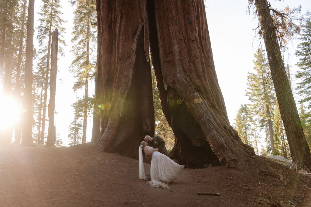 A couple stands at the base of massive redwood trees in a forest, surrounded by tall, thick trunks.