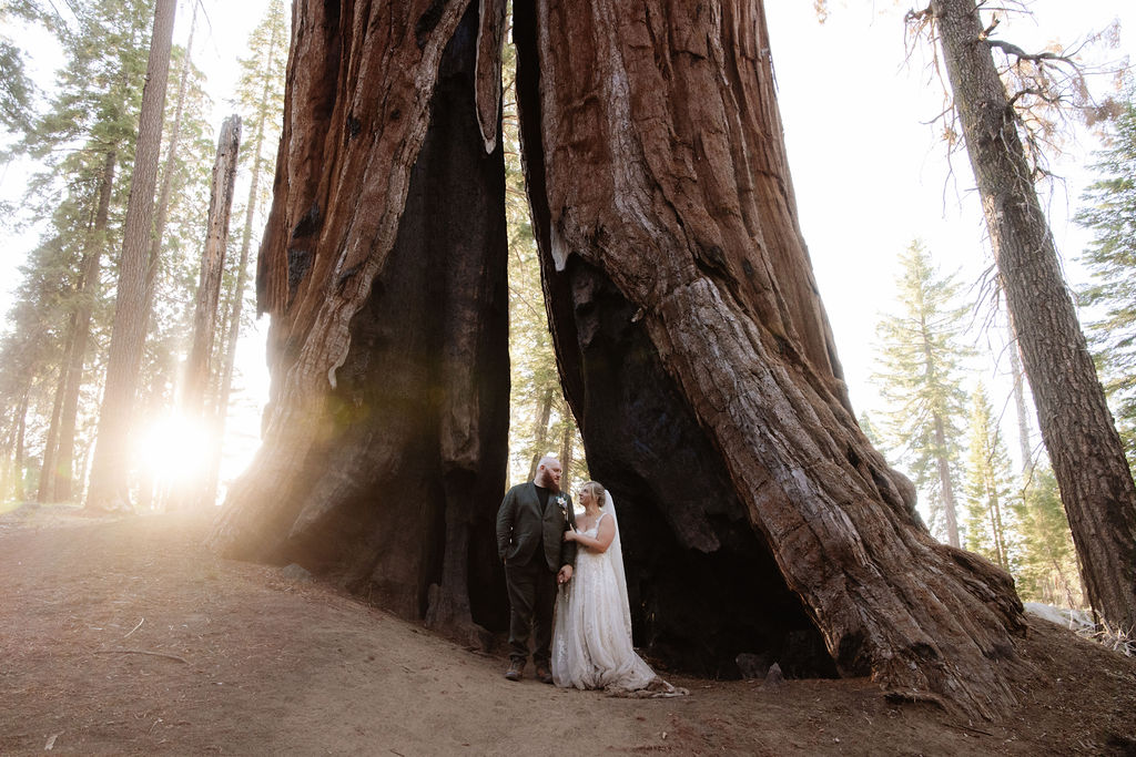 A couple stands at the base of massive redwood trees in a forest, surrounded by tall, thick trunks.