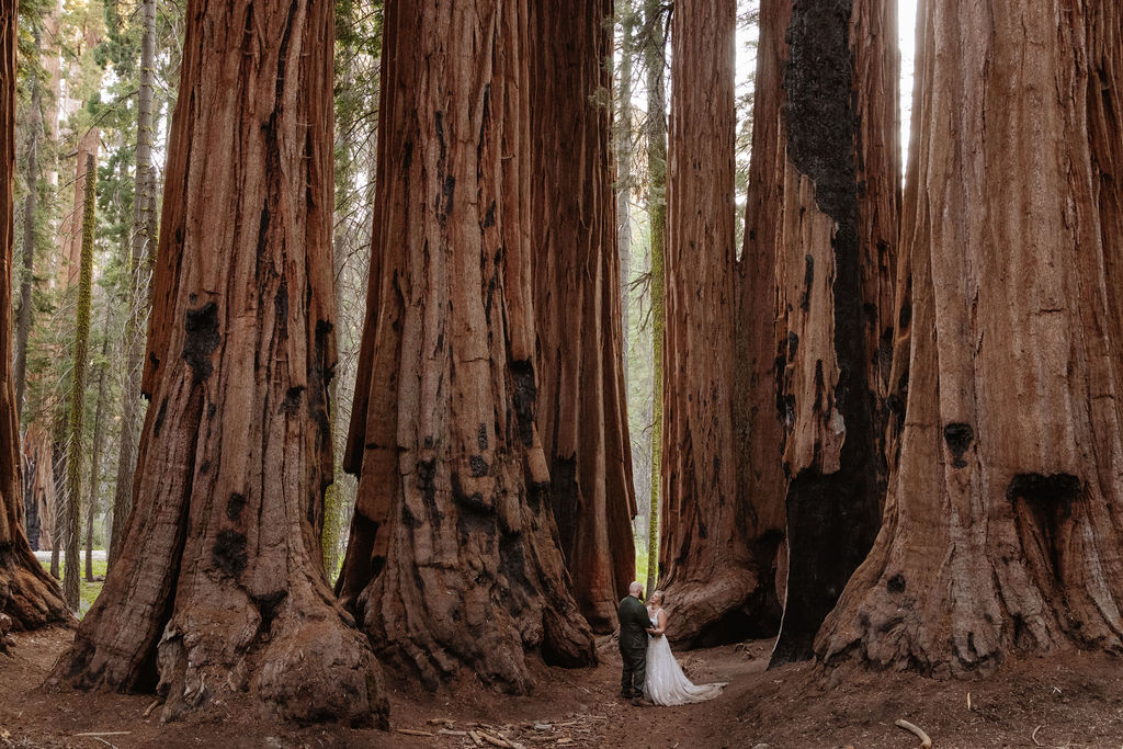 A couple stands at the base of massive redwood trees in a forest, surrounded by tall, thick trunks.