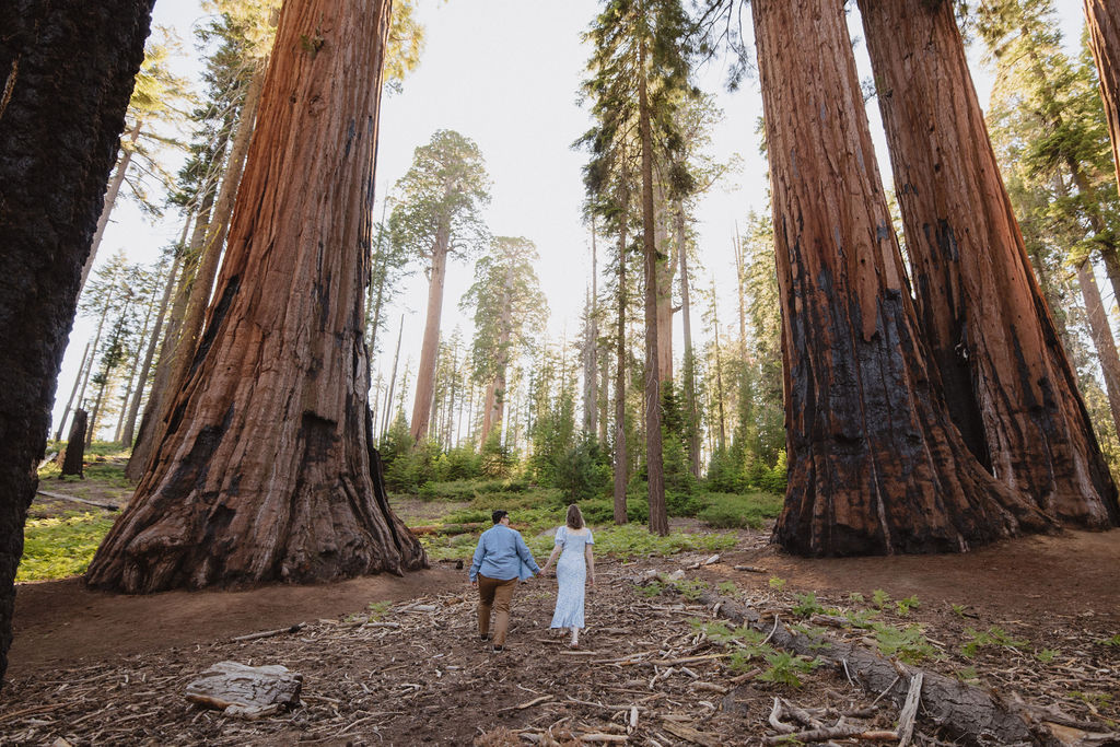 Two people stand between giant sequoia trees in a forest, surrounded by green foliage and tall tree trunks in the background for their Sequoia National Park Engagement Photos
