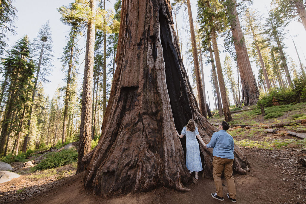 Two people stand between giant sequoia trees in a forest, surrounded by green foliage and tall tree trunks in the background for their Sequoia National Park Engagement Photos