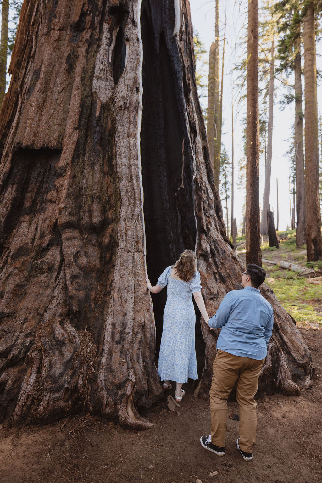Two people stand between giant sequoia trees in a forest, surrounded by green foliage and tall tree trunks in the background for their Sequoia National Park Engagement Photos