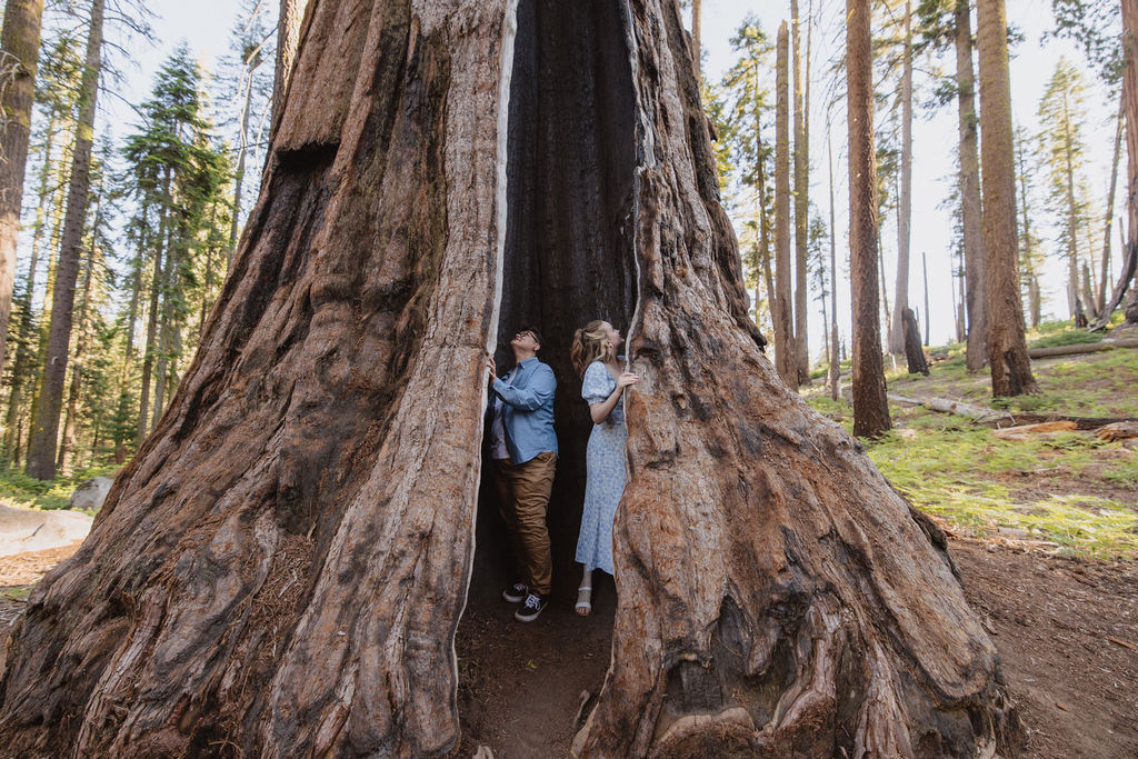 Two people stand between giant sequoia trees in a forest, surrounded by green foliage and tall tree trunks in the background for their Sequoia National Park Engagement Photos