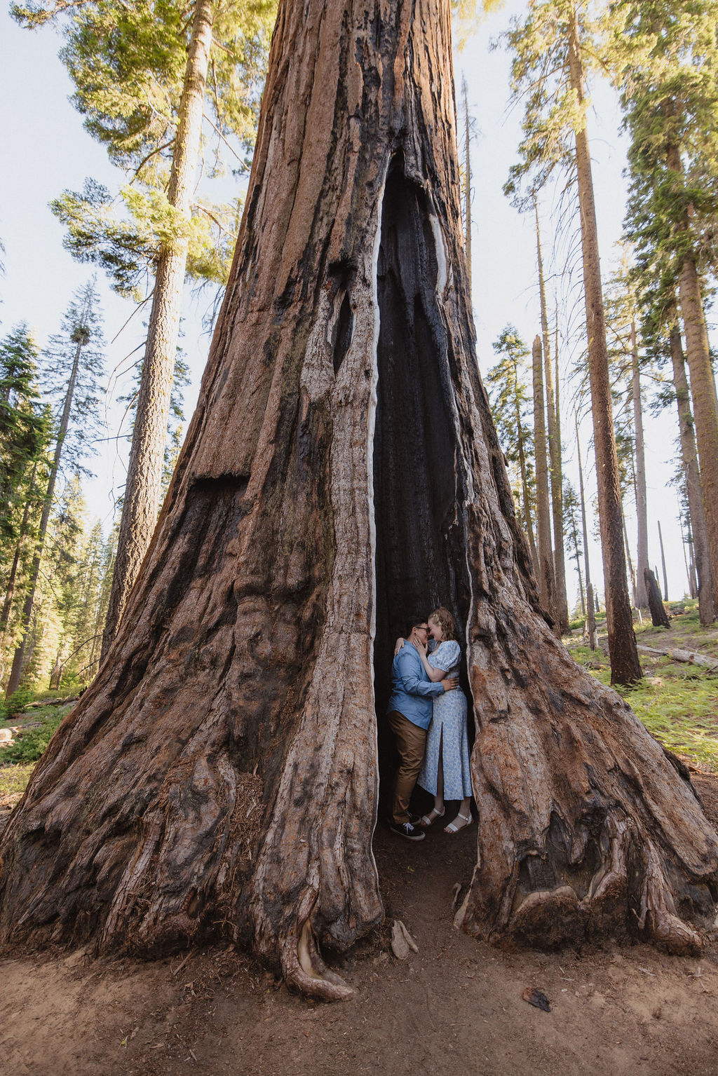 Two people stand between giant sequoia trees in a forest, surrounded by green foliage and tall tree trunks in the background for their Sequoia National Park Engagement Photos