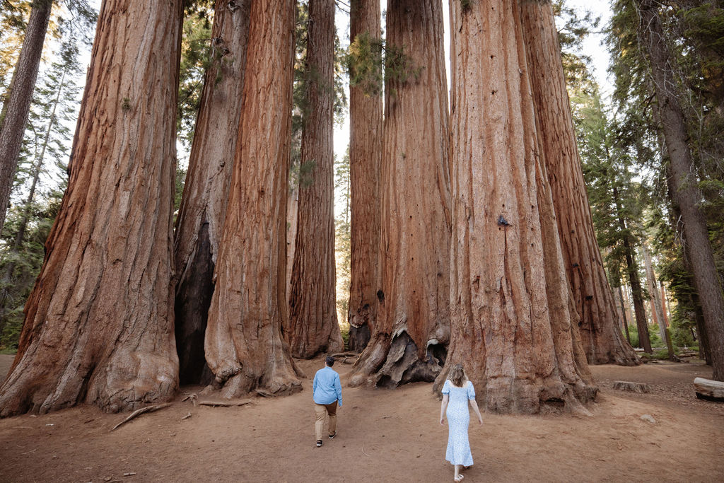 Two people stand between giant sequoia trees in a forest, surrounded by green foliage and tall tree trunks in the background for their Sequoia National Park Engagement Photos