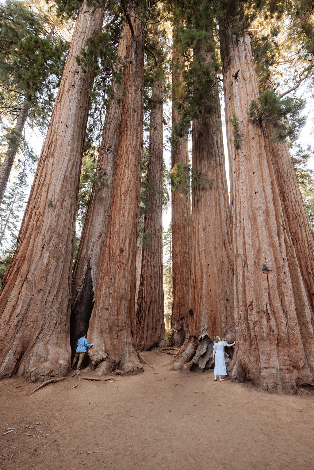 Two people stand between giant sequoia trees in a forest, surrounded by green foliage and tall tree trunks in the background for their Sequoia National Park Engagement Photos