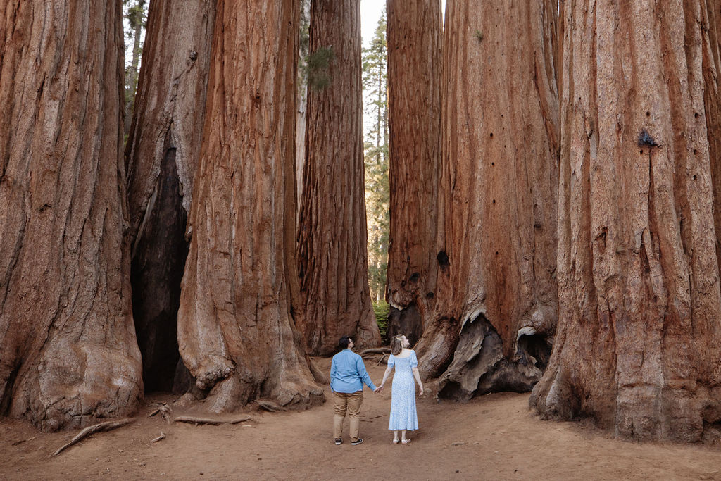 Two people stand between giant sequoia trees in a forest, surrounded by green foliage and tall tree trunks in the background for their Sequoia National Park Engagement Photos