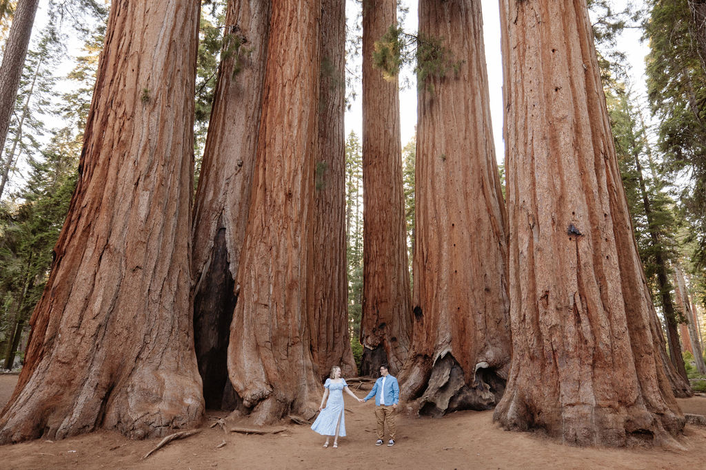 Two people stand holding hands at the base of massive sequoia trees in a forest, emphasizing the large size of the trees compared to them.